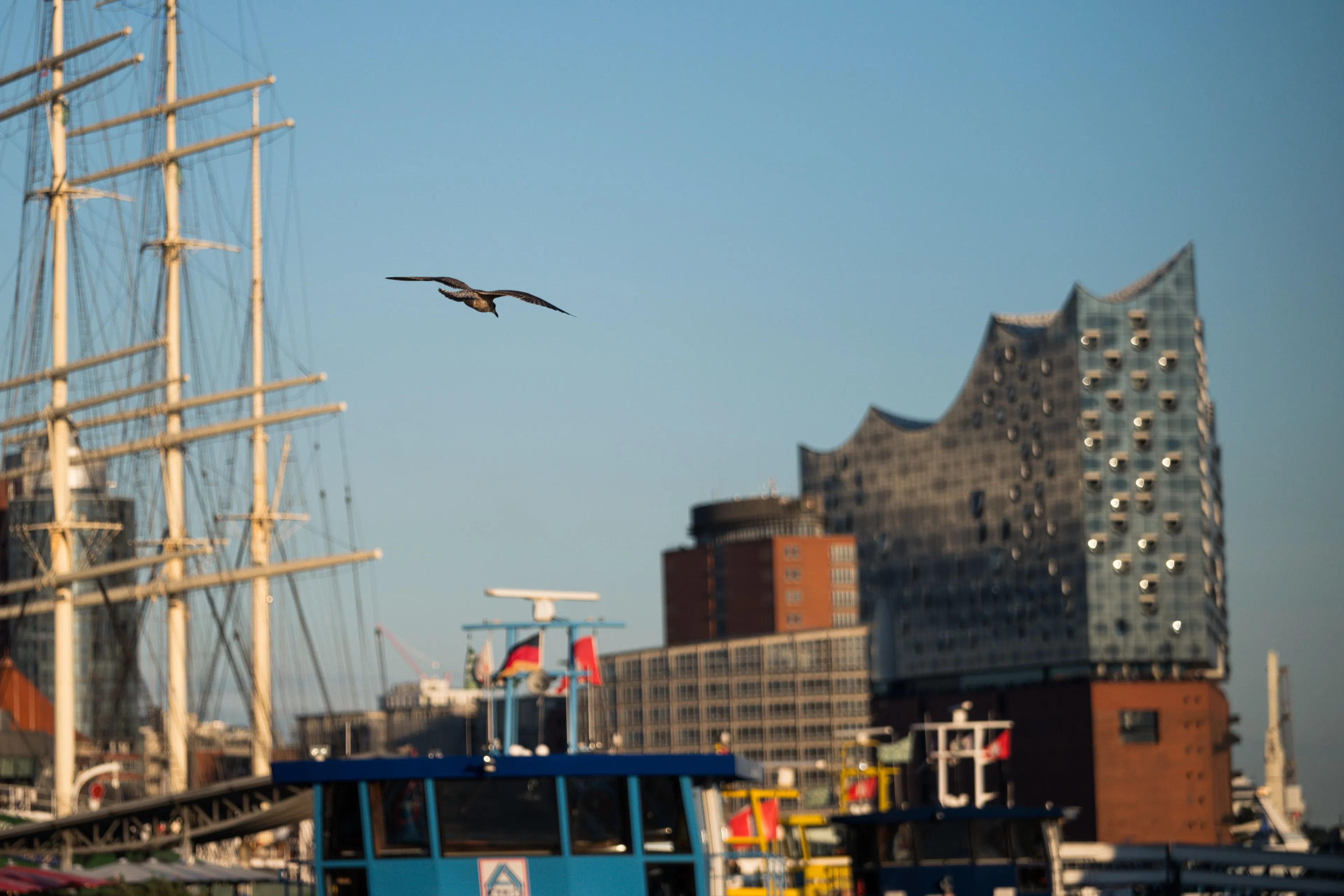 A seagull glides past the Elbphilharmonie, with the masts of the Rickmer Rickmers and a ferry pier in front