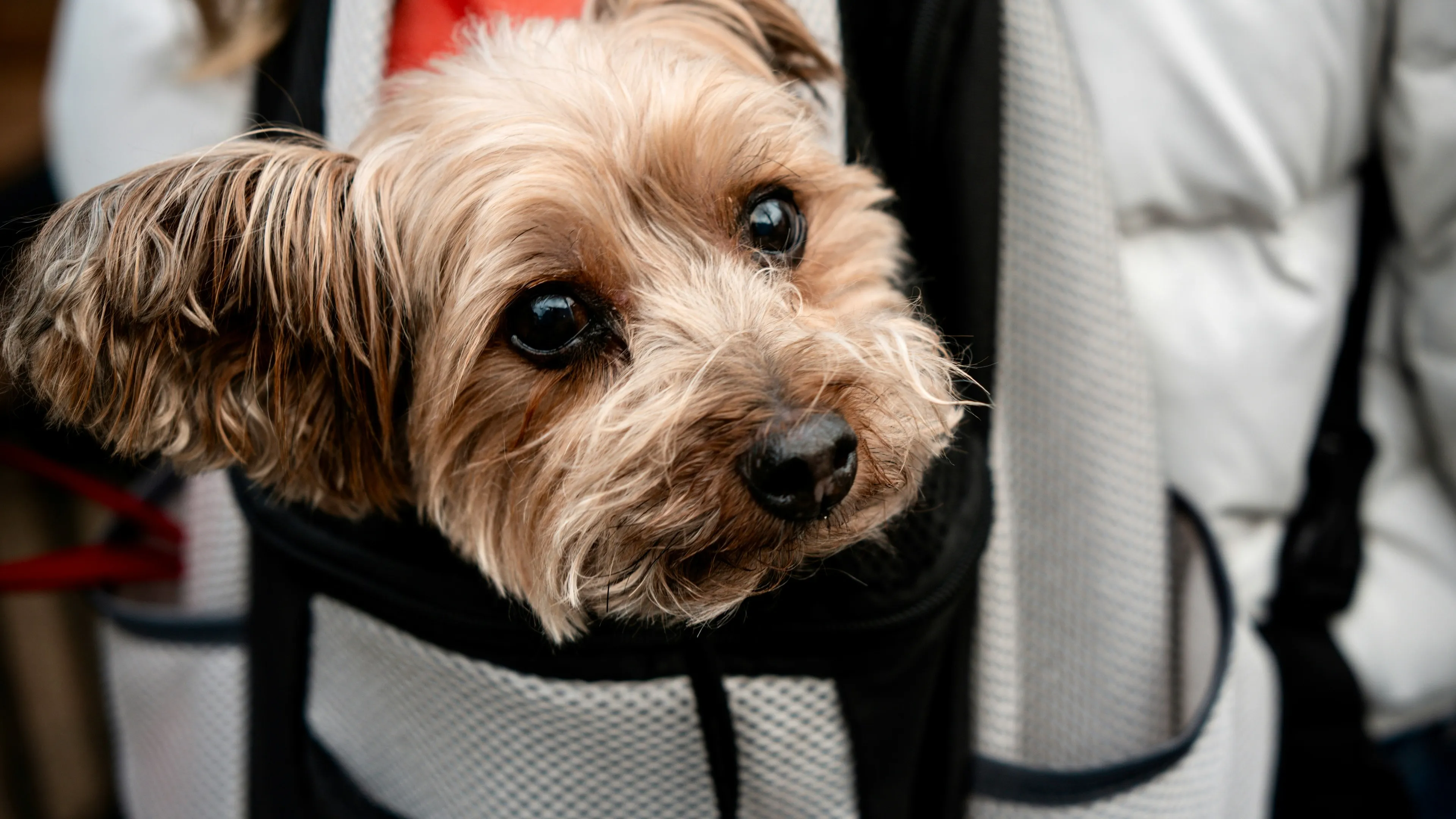 Kleiner Hund schaut aus seiner Reisetasche