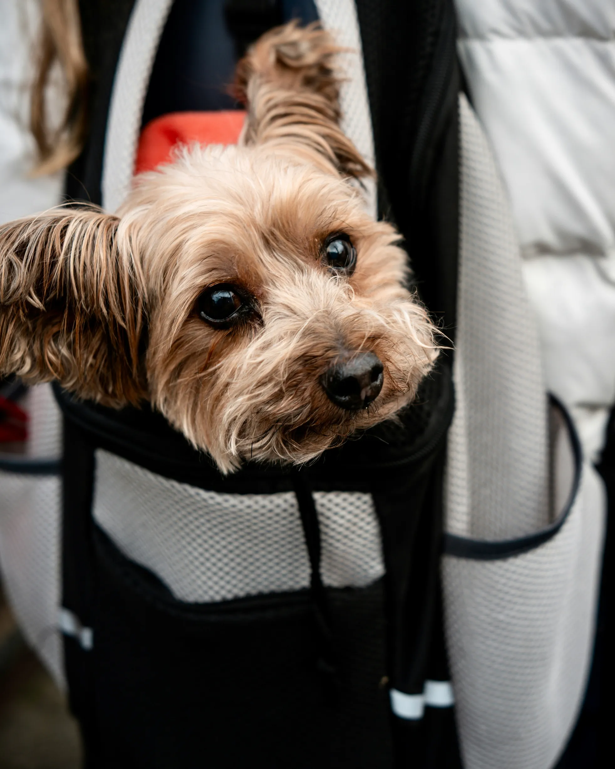 Kleiner Hund schaut entspannt aus seiner Transporttasche